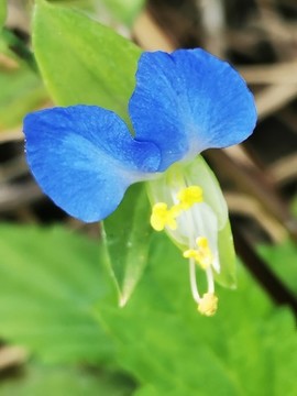 碧竹花
