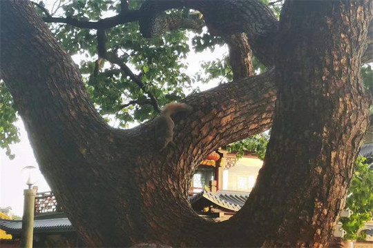 古樹