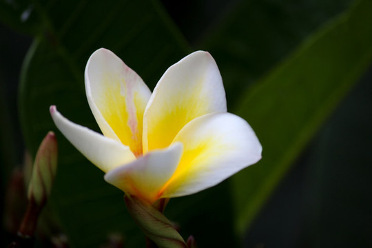 玉蘭花