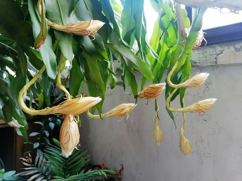 曇花