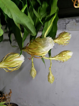 曇花