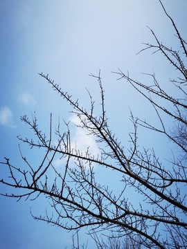 樹枝