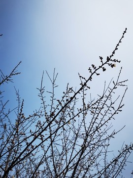 樹枝