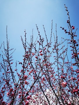 紅梅