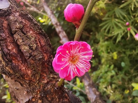 梅花