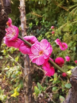 梅花