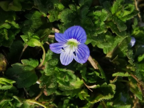 小藍(lán)花