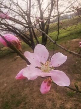 桃花