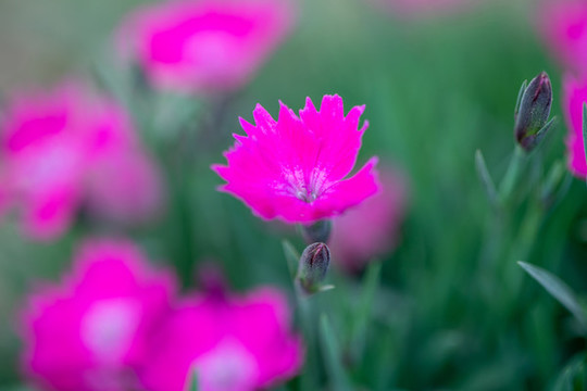 春天天藍(lán)繡球花