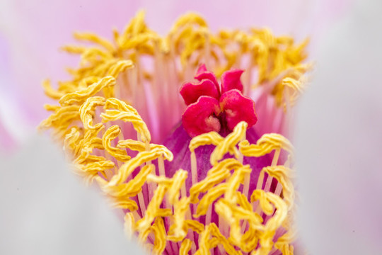 牡丹花開(kāi)