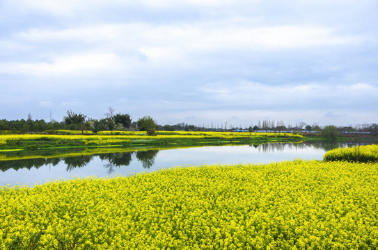 油菜花地與河流