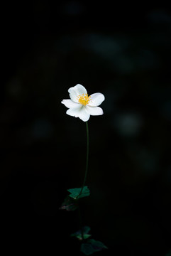 白花