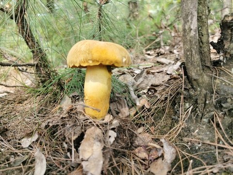 牛肝菌