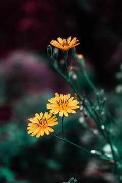 中華小苦荬