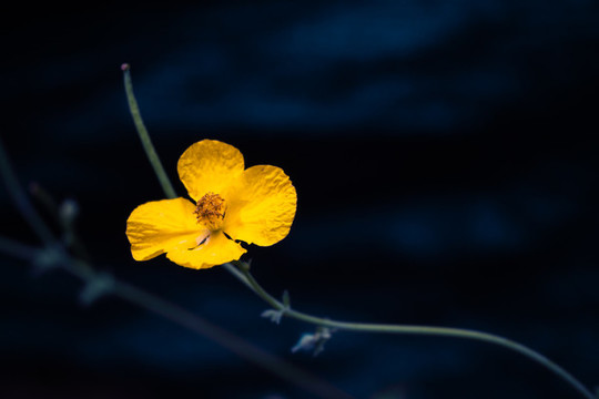 小黃花