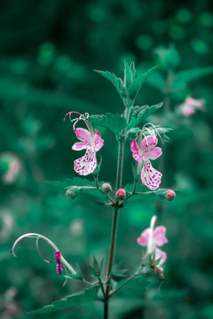 野花