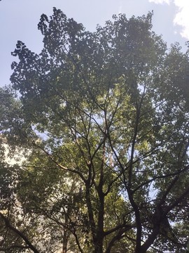 陽光樹林