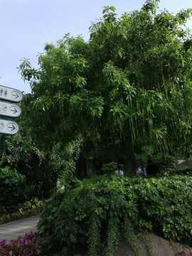 廈門萬石植物園