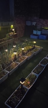 夜晚小菜園