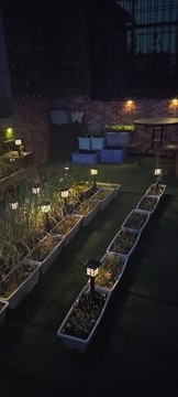 夜晚小菜園