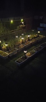 夜晚小菜園