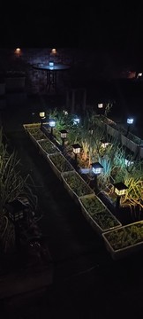 夜晚小菜園