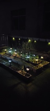 夜晚小菜園
