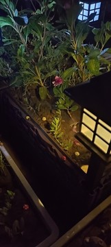 夜晚小菜園