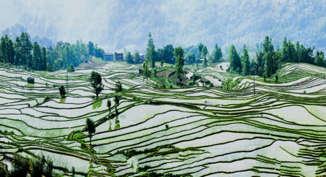 梯田