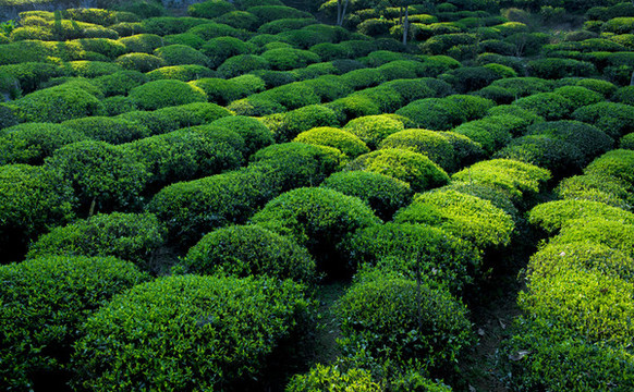 茶葉