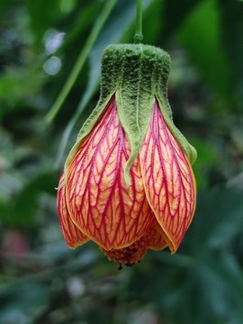 金鈴花