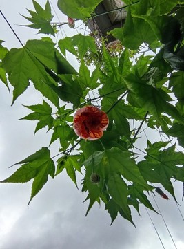 金鈴花