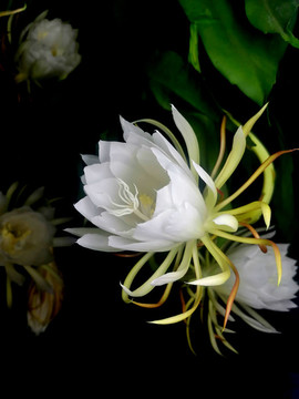 曇花
