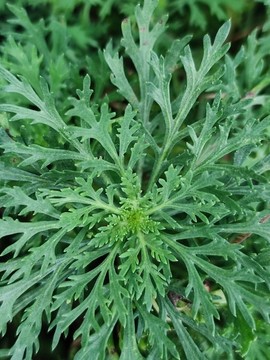 黃金菊