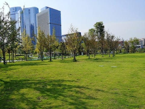 綠草地