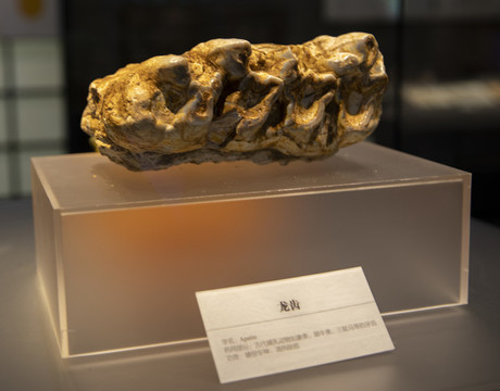 龍齒