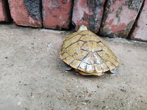 庭院的巴西龜
