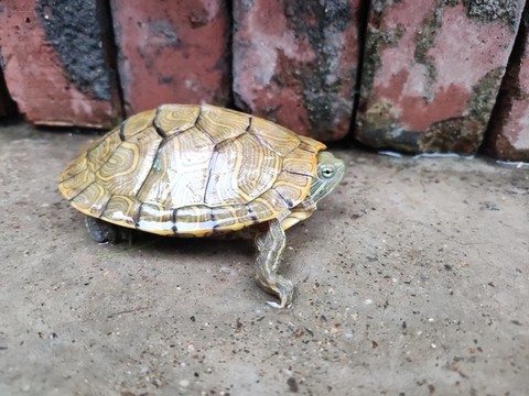 庭院的巴西龜