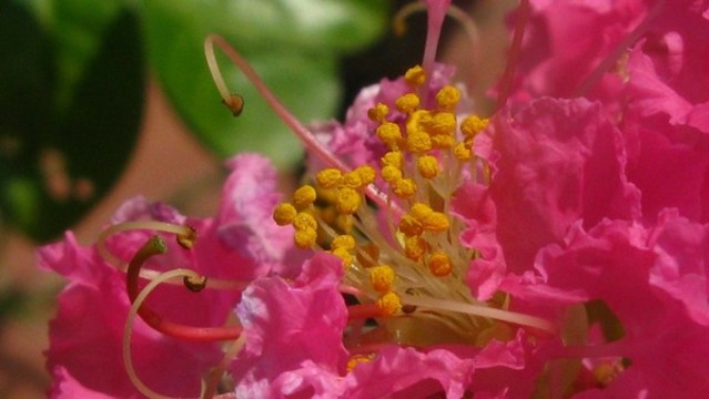 紫薇