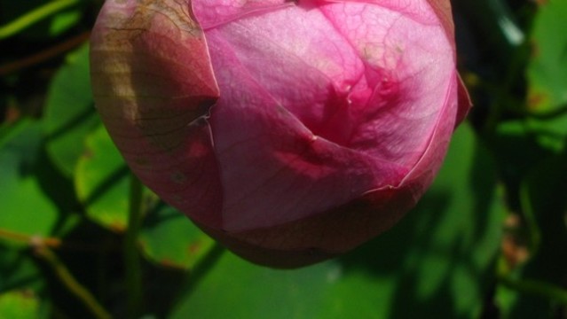 蓮花