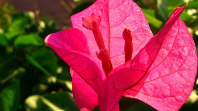 葉子花