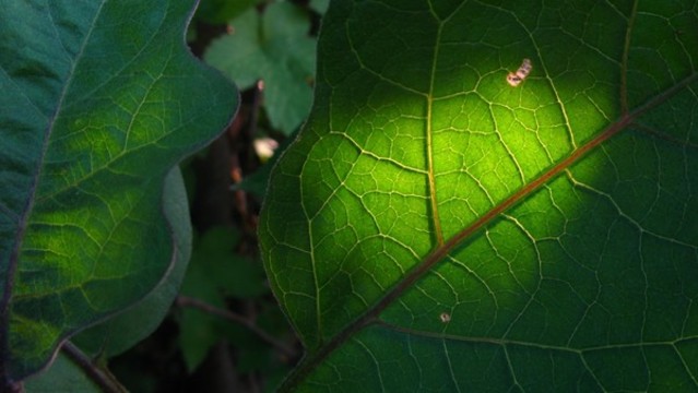 茄