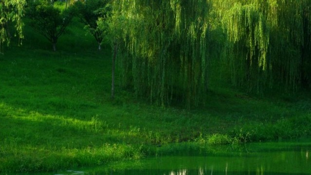 垂柳