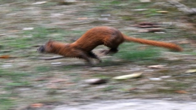 黃鼠狼