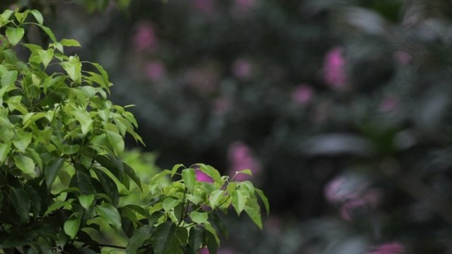 樟