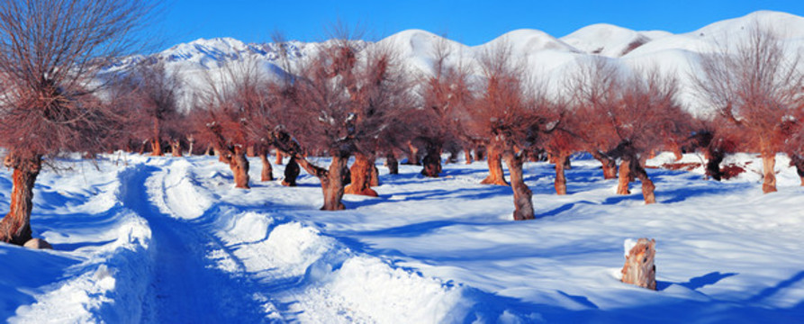 冬雪榆樹溝