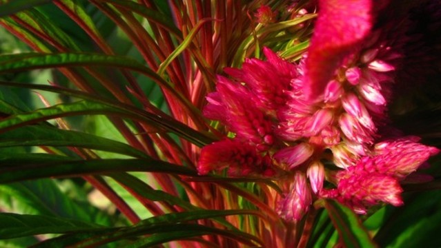 雞冠花