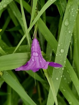 雨滴