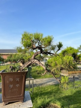 盆景