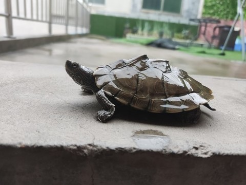 巴西龜烏龜